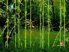 Aderans Forest