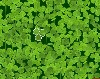 Four Leaf Clover