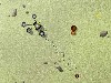 Adrian´s Battle Bots