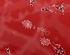 Microbe Combat