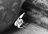10 Gnomes 7