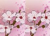 Spring Flowers