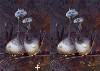 Birdies