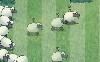Sheep reactions